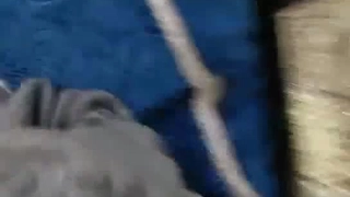 性感美乳华裔留学生.性爱影片被流出